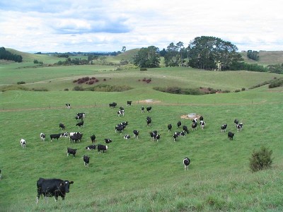 Cropping / Dairy Support Picture