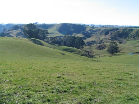 Heifer Grazing / Dairy Support Picture 2