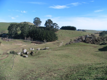 Heifer Grazing / Dairy Support Picture 1