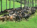 83 Ha Dairy Farm Picture