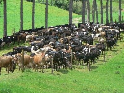 83 Ha Dairy Farm Picture