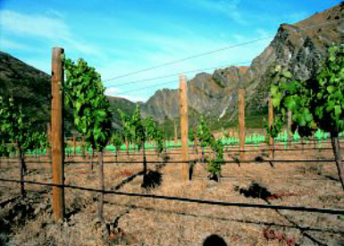 Mt Rosa Station & Estate Winery Picture 2