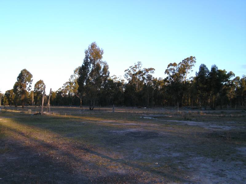 IN THE BUSH Picture 1