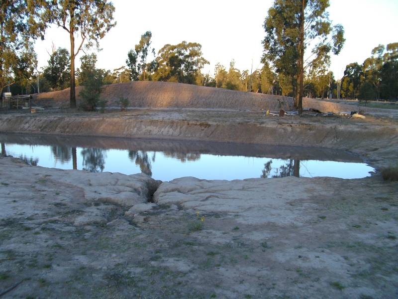 IN THE BUSH Picture 2