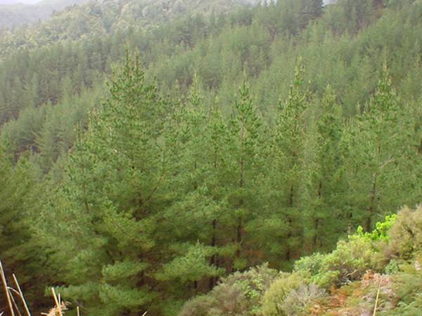 FORESTRY RIGHTS FOR SALE Picture 1