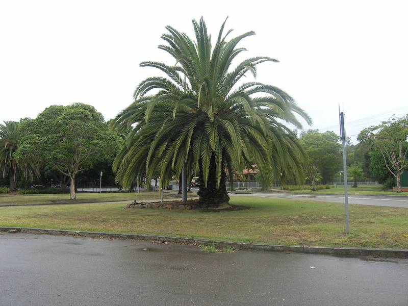 HOMEBUSH WEST
-
UNDER CONTRACT Picture 3