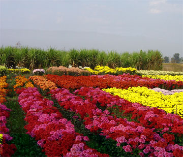 Business for Sale - ACRES OF FLOWERS IN PICTURESQUE TWEED VALLEY Picture 1