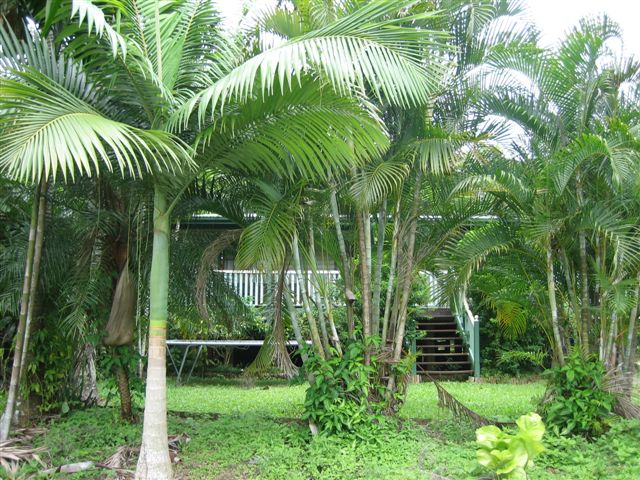 Classical Queenslander Picture 1