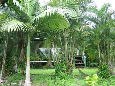 Classical Queenslander Picture Classical Queenslander Picture