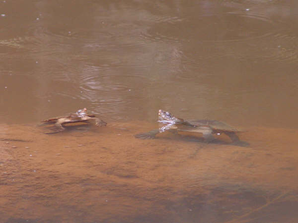 BACK TO NATURE Picture 2