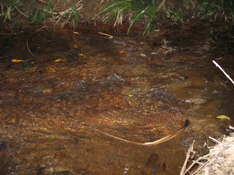 1 ACRE BLOCK WITH CREEK Picture 2