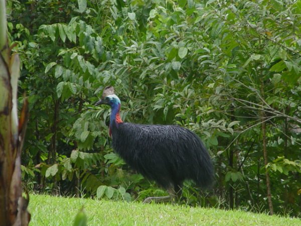CASSOWARY WATCH Picture 1