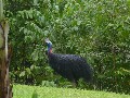 CASSOWARY WATCH Picture