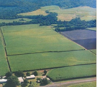 REDUCED...CATTLE OR LIFESTYLE? Picture REDUCED...CATTLE OR LIFESTYLE? Picture