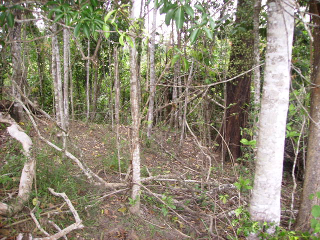 REDUCED...CATTLE OR LIFESTYLE? Picture 2