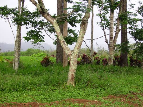 REDUCED PRICE FOR DEVELOPMENT OR LIFESTYLE LAND Picture 1