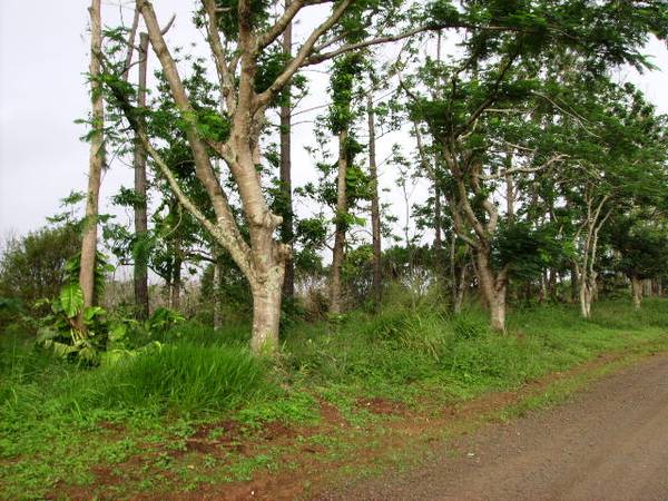 REDUCED PRICE FOR DEVELOPMENT OR LIFESTYLE LAND Picture 3