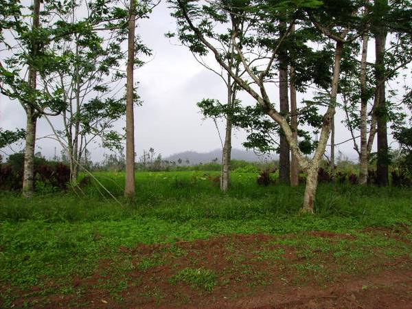 REDUCED PRICE FOR DEVELOPMENT OR LIFESTYLE LAND Picture 2