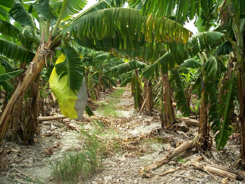 BANANAS,CANE OR CATTLE YOU CHOOSE... Picture 1