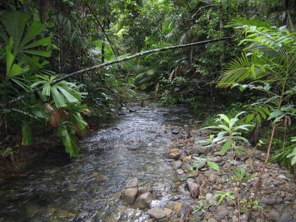 100 ac. OF VERY SECLUDED RAINFOREST AND CREEKS, 50min. SOUTH OF CAIRNS Picture 1