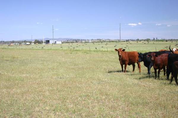 IRRIGATION - CATTLE - INCOME POTENTIAL Picture 3