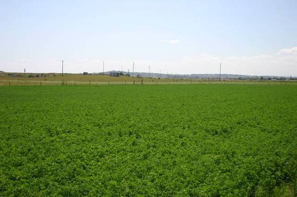 IRRIGATION - CATTLE - INCOME POTENTIAL Picture 1