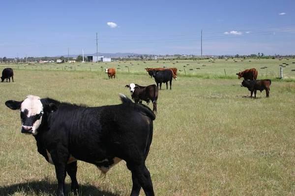 IRRIGATION - CATTLE - INCOME POTENTIAL Picture 2