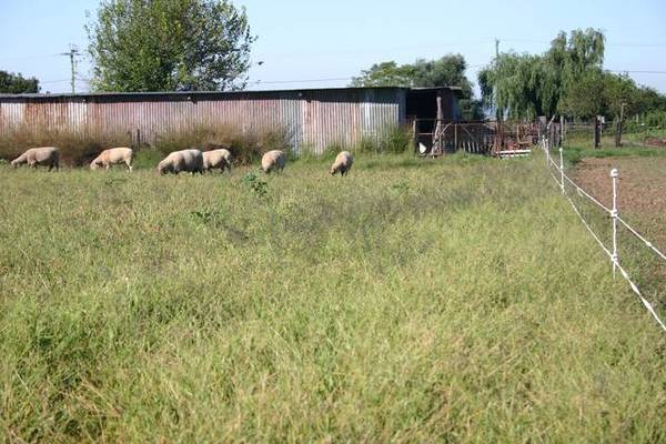 FARMING LAND IN TOWN Picture 3
