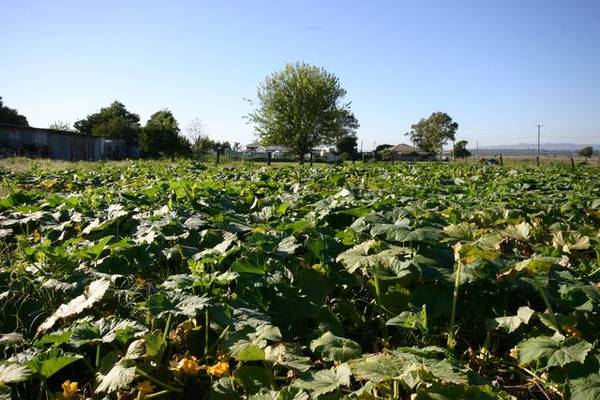 FARMING LAND IN TOWN Picture 2