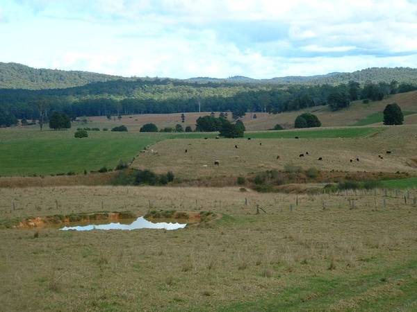 Highland Cattle Country Picture 1