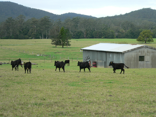 Orara River Flats Picture 1