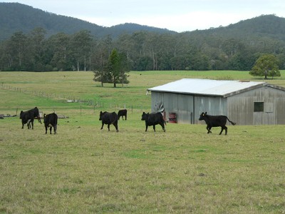 Orara River Flats Picture