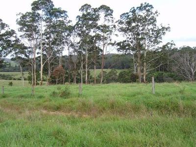 Cattle Country Picture