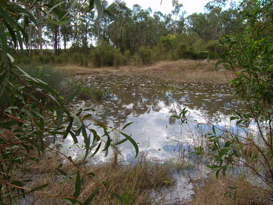 Lanitza Bush Block Picture 2