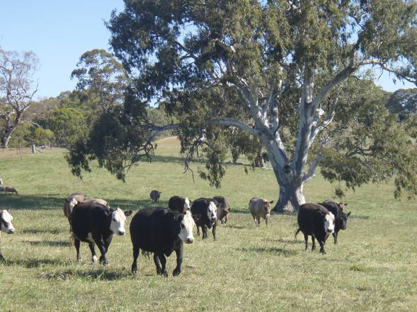 Lifestyle Opportunity Picture 2