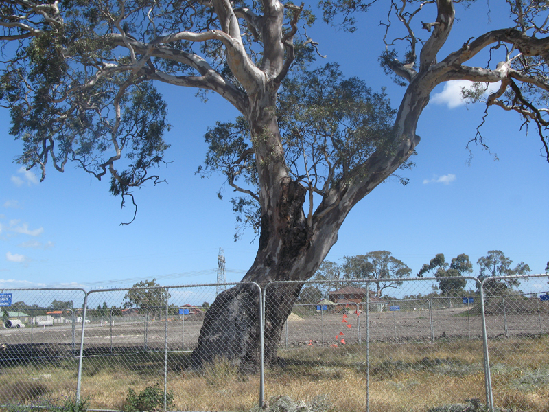 Take Advantage of the First Home Owners Grant Picture 3