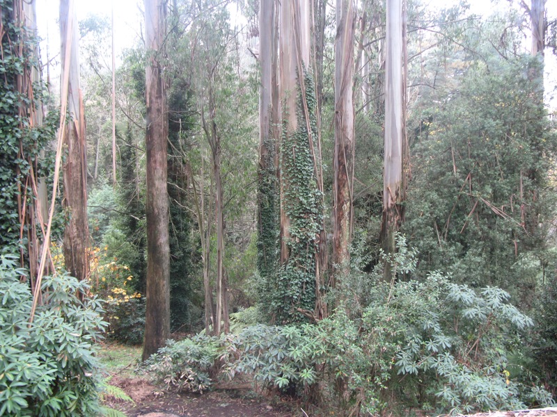 Hillside Beauty Picture 2