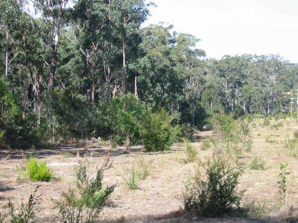ASHBY HEIGHTS - NORTHERN NSW - SANCTUARY ALLOTMENTS Picture 2