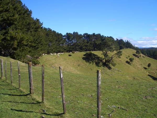 100 ACRES BARE LAND Picture 2