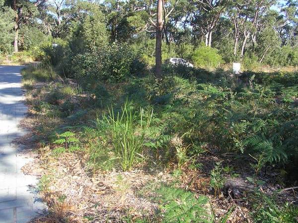 Opposite Beachfront Reserve Picture Opposite Beachfront Reserve Picture