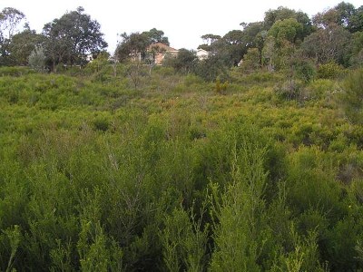 MEDIUM DENSITY SITE Picture