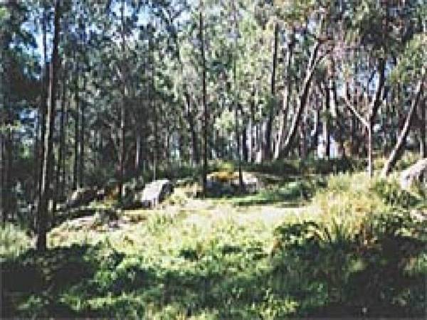 Misty Mountain Picture 3