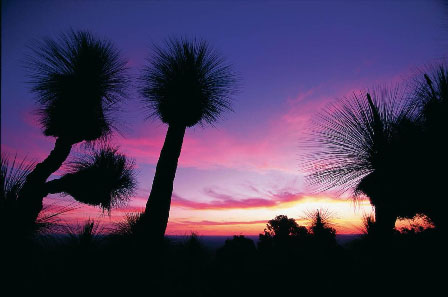 Peregian Springs Dream Allotments Picture 1