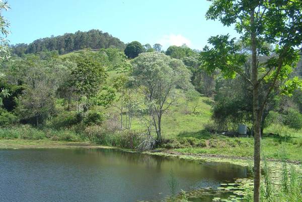168 Acres 10 Minutes to Cooroy Picture 1