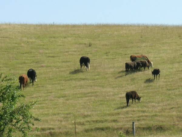 PERMANENT WATER Picture 3