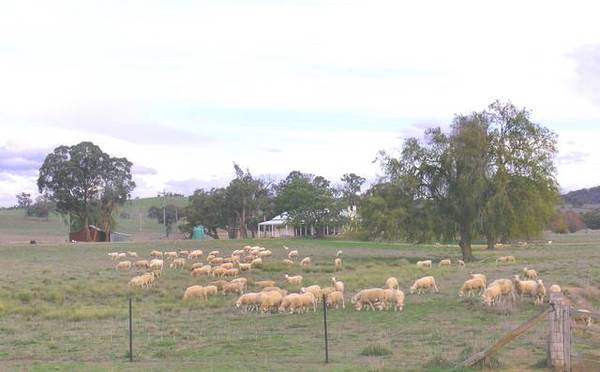 PICK OF THE CROP Picture 3