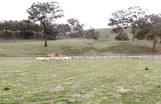 PICK OF THE CROP Picture 1