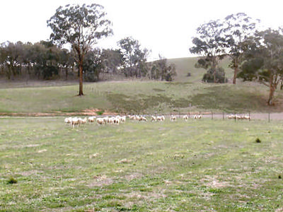 PICK OF THE CROP Picture