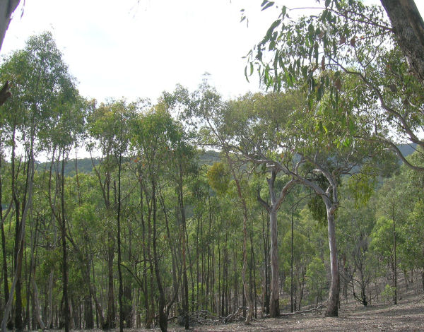 RECREATION
OR CARBON TRADING! Picture 1