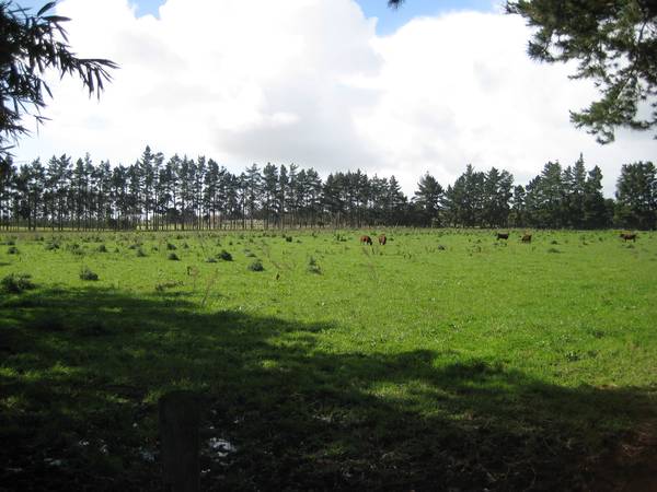 LIFESTYLE BLOCK Picture 2